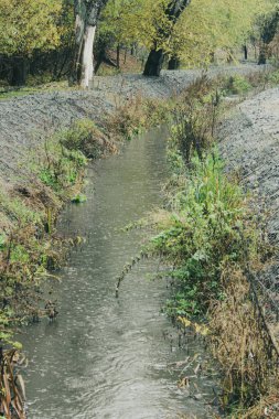Yağmur damlalarıyla çerçevelenmiş ormandaki şefkat yeşilliğin arka planında parıldıyor. Her dalga ışığı yansıtan ve parlaklığı ekleyen damlacıklarla kaplıdır.