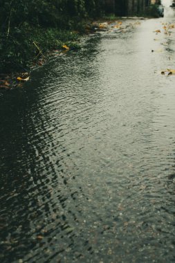 Tender in the forest, framed by raindrops, sparkle against the background of greenery. Each wave is covered with droplets that reflect light and add brightness clipart