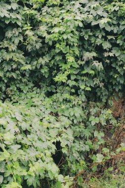 Parlak sarı, turuncu ve kırmızı sonbahar ağaçları, parlak renklerle dolu.