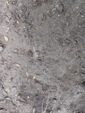 Dağınık küçük kayalar ve organik maddeler ile zengin, karanlık topraklara yakın çekim. Yayın ya da ticari projelerde tarım, bahçıvanlık, tarım, doğa ya da çevre temaları için ideal.