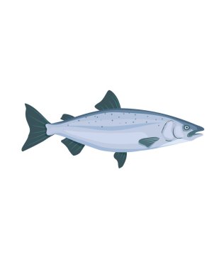 Salmon fish illustration vector in flat style stock illustration clipart