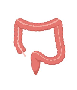 Kalın bağırsak vektör stok illüstrasyonu