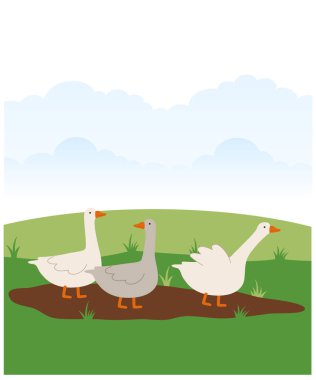 Güzel beyaz kazlar. Vektör kaz çizimi