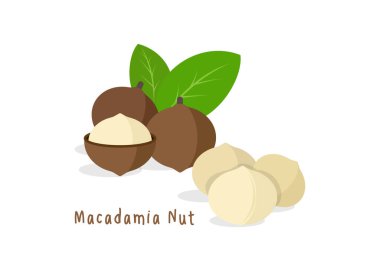 Vektör çizimi, fındıklar, yeşil yapraklı, beyaz arkaplanda izole edilmiş..