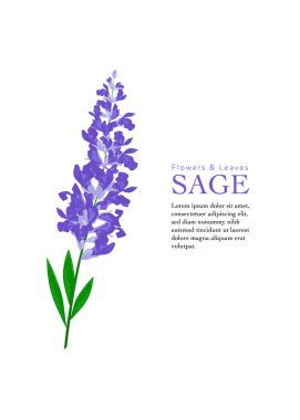 Çiçekleri çiçek vektör stok illüstrasyonu ile adaçayı bitkisi dalı