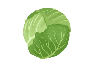 Yiyecek sebze lahana stoğu çizimi