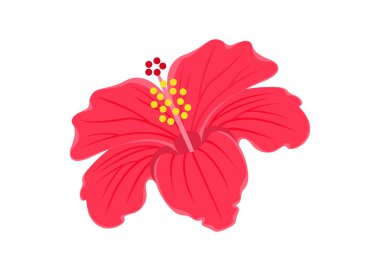 Hibiscus, tropikal çiçek deseni çizimi