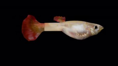 Şeffaf arkaplanda guppy akvaryum balığı