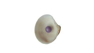  Venüs istiridyesinden doğal bir quahog incisi.