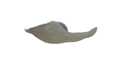 Venüs midyesinde Quahog incileri