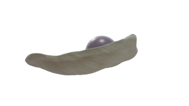 Venüs midyesinde Quahog incileri