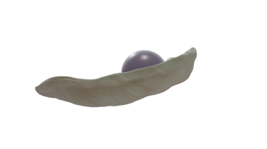 Venüs midyesinde Quahog incileri