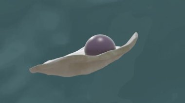 Venüs midyesinde Quahog incileri