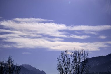 Cirrus Bulutları Önplanda Mavi Gök 'ün Üzerinde Çıplak Ağaç Silueti Üzerinde Sürünüyor