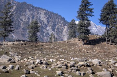 Arka planda Çam Ağaçları ve Karla Kaplanmış Tepeleri olan Rocky Dağı Arazisi