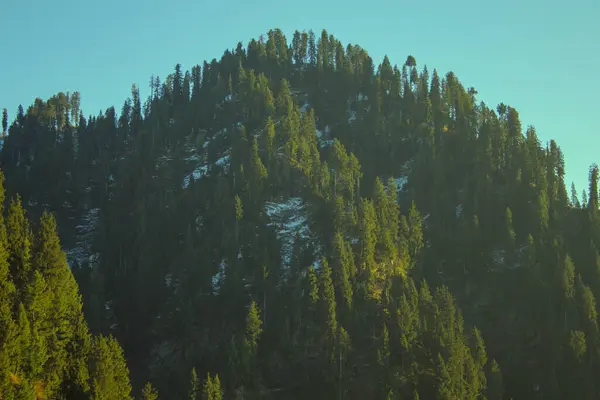 Pakistan Malam Jabba 'da, bir dağ yamacında kar tozlu fidan ağacı ormanı, gün ışığı