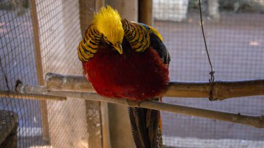 Altın Sülün Kuş Kafesteki Ahşap bir dala tünemiş