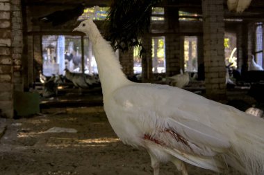 Yaralı Beyaz Tavuskuşu Kafeste Duruyor