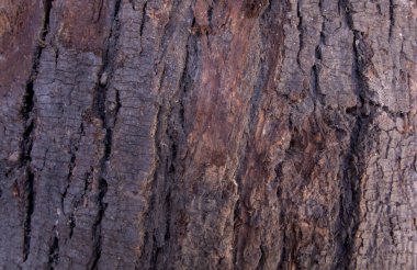 Sert Ağaç Kabuğunun Yakın Çekimi Koyu Kahverengi Doğal Ahşap Yüzey Arkaplanı
