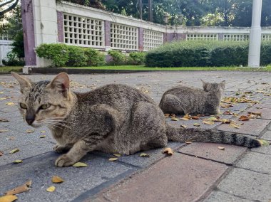 Yoldaki iki küçük kedi.