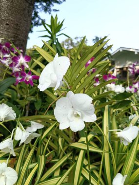 Bahçede beyaz çiçekler