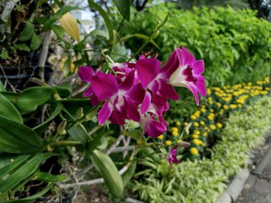 Bahçedeki çiçekler