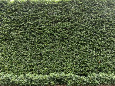 Yaprakla kaplı yeşil duvar