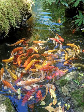 Göletteki altın balıklar