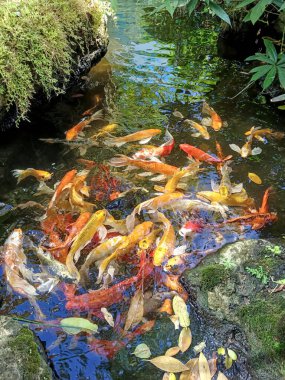 Göletteki altın balıklar