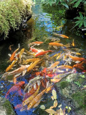 Göletteki altın balıklar