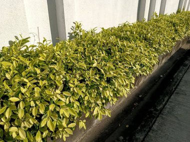 küçük çalı dizilimi