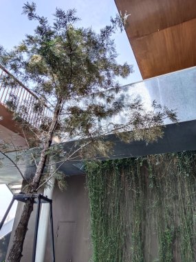 Balkonun yanındaki yüksek ağaç.