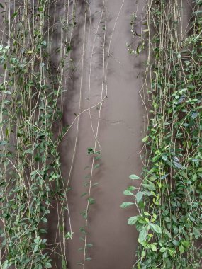 Gri duvarda asılı asma