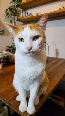 Kahverengi benekli beyaz kedi yavrusu, nazik ve tatlı, bir masanın üstünden her şeyi izliyor..