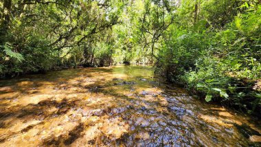 Serra da Mantiqueira 'daki dereler, sığ ve temiz sularla çevrili, yerli ağaçlarla çevrili..