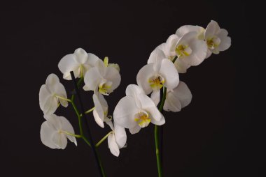 Orkide. Güzel doğal akış.