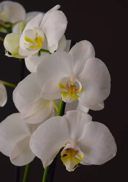 Orchidej Krásná Přírodní Květina — Stock fotografie