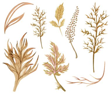 Altın desenli suluboya egzotik kuru dal. Beyaz arka planda el yapımı bohem yaprakları. Tasarım, baskı, kumaş veya arkaplan için çiçek çizimi.