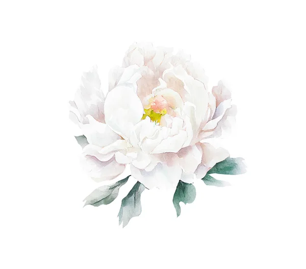 Watercolor realistic illusrtation of a white peony flower head isolated om white background. Perfect for wedding invitations, cards, fabric