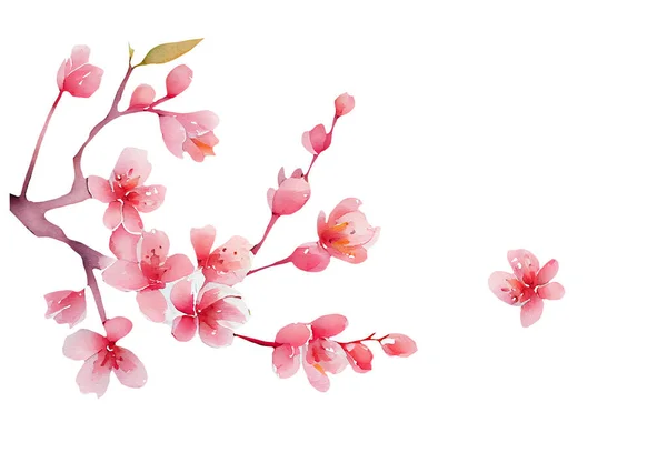 Wiosenna Gałązka Różowe Kwiaty Wiśni Ilustracja Akwarela Izolowane Białym — Zdjęcie stockowe