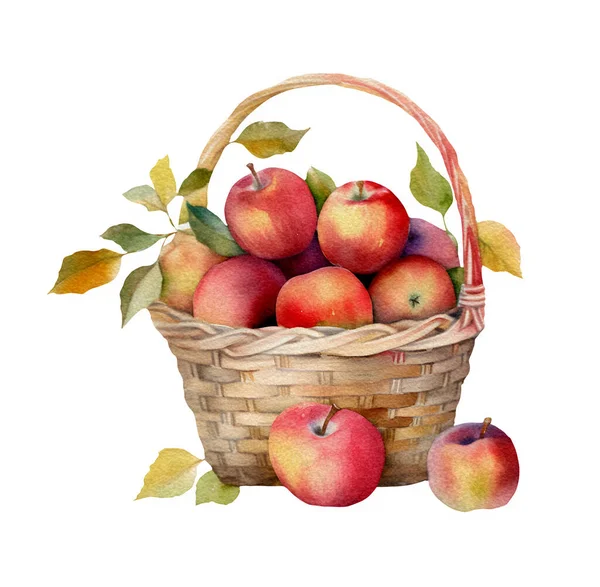 Apple Harvest set. Basket with red apples and berries. Watercolor hand drawn illustration, isolated on white.