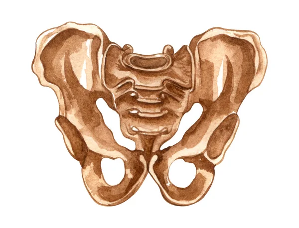 Estructura Del Esqueleto Humano Acuarela Hueso Pelvis Anatomía Medicina Ilustración — Foto de Stock