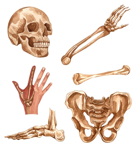 stock image Watercolor human skeleton structure. Skull, hand, arm, foot, pelvis, joints. Anatomy and medicine. Orthopedics illustration on white