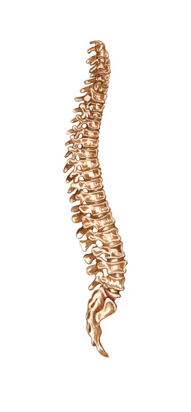 Spine Anatomine Medicine 흰색으로 표시된 요원들의 — 스톡 사진