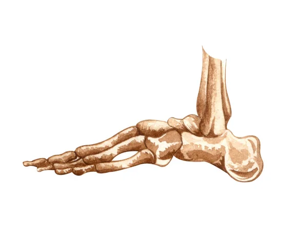 Akwarelowa Ludzka Struktura Szkieletu Kości Stóp Anatomia Medycyna Ilustracja Ortopedii — Zdjęcie stockowe