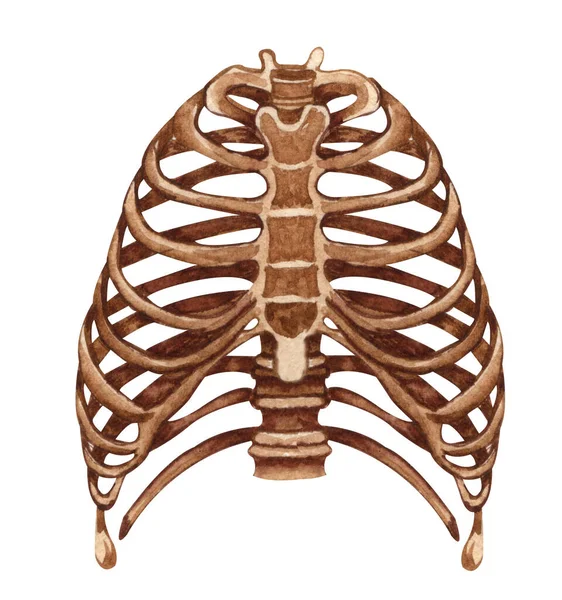 Estructura Del Esqueleto Humano Acuarela Jaula Torácica Anatomía Medicina Ilustración — Foto de Stock