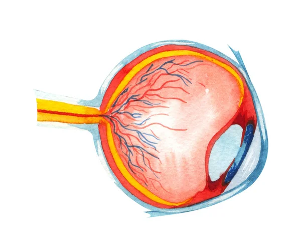 Anatomia Olho Humano Aquarela Sobre Fundo Branco — Fotografia de Stock