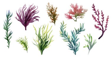 Seaweed underwater plants. Green Laminaria watercolor illustartion isolated on hite background. Nautical set clipart