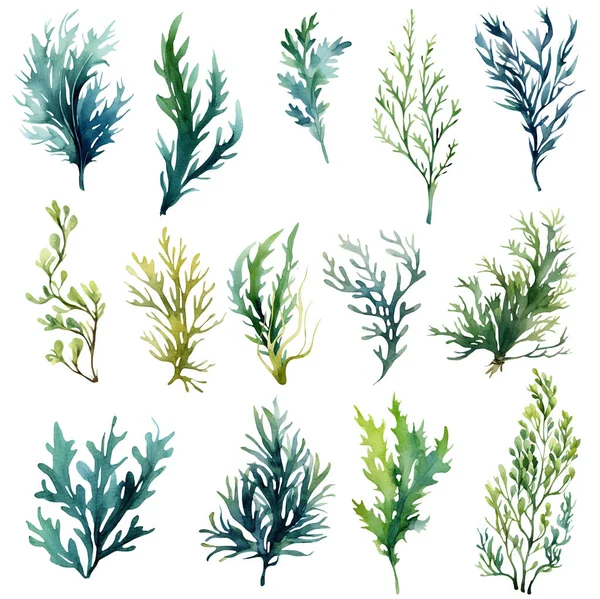 Θαλάσσια Φυτά Φύκια Green Laminaria Υδατογραφία Εικονογράφηση Απομονώνονται Φόντο Hite — Φωτογραφία Αρχείου