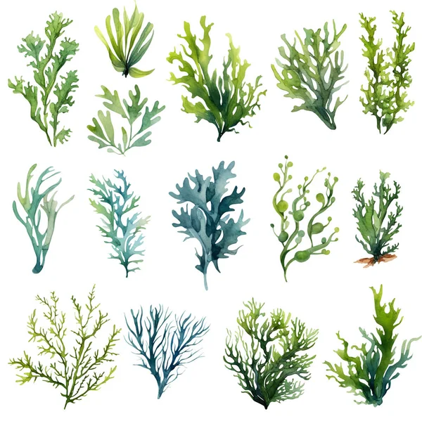 Seaweed Underwater Plants Green Laminaria Watercolor Illustartion Isolated Hite Background Stock Image